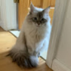 Meet your Posher, Cora